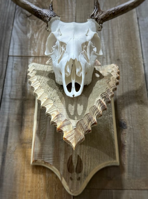 EUROPEAN DEER SKULL Mount Plaque And Hanger $27.95