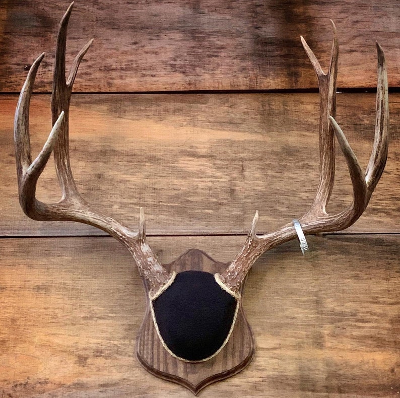 May include: A brown wooden plaque with a black fabric backing mounted on a wall. A set of large, brown deer antlers are attached to the plaque.