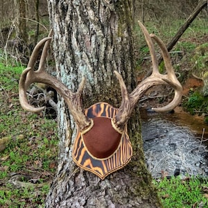 May include: A set of deer antlers mounted on a wooden plaque with a brown felt backing. The plaque has a wood grain pattern with brown and orange stripes. The antlers are mounted on a tree in a forest setting.