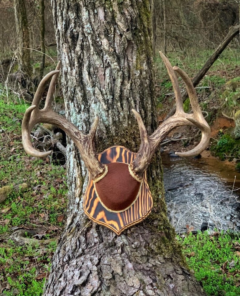 May include: A set of deer antlers mounted on a wooden plaque with a brown felt backing. The plaque has a wood grain pattern with brown and orange stripes. The antlers are mounted on a tree in a forest setting.