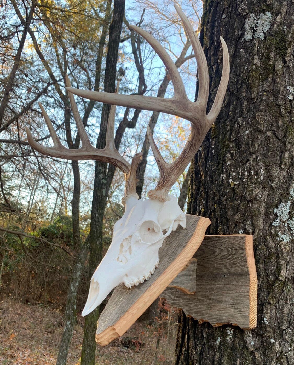 thumbnail image 2 of European Deer Skull Mount Plaque, Wall Or Table Pedestal, Oak With Arrowhead (Golden Oak) 2 of 3