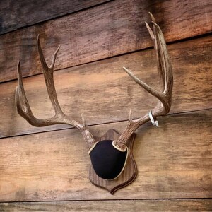 May include: A set of deer antlers mounted on a wooden plaque with a black fabric backing. The antlers are a light brown color and have a natural finish.