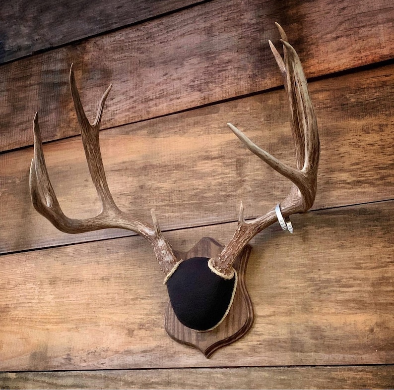 May include: A set of deer antlers mounted on a wooden plaque with a black fabric backing. The antlers are a light brown color and have a natural finish.