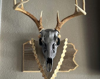 May include: A whitetail deer skull with antlers mounted on a wooden plaque. The plaque is a dark brown wood with a lighter brown wood trim. The skull is painted a dark gray color.
