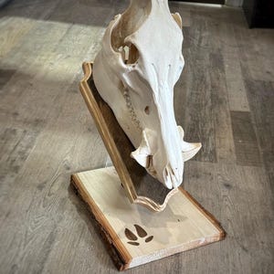 May include: A bleached white wild boar skull mounted on a light-colored wooden plaque with a live edge. The skull features prominent tusks and is angled forward. The wooden base displays a dark, laser-engraved hoof print design on its surface.