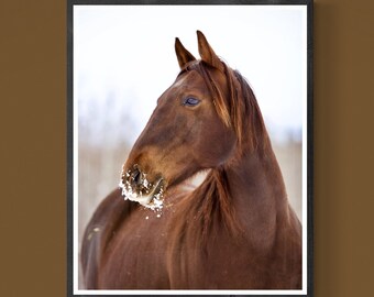 Winterpferd Foto: Stoisches Tierportrait (Digitaler Download)