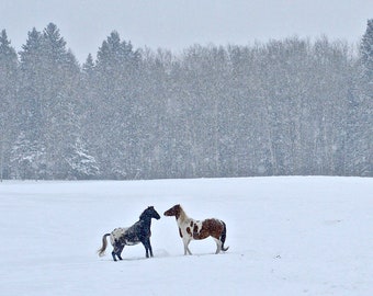 Winter Pferde im Schneegestöber Foto: Landschaft Kunstdruck (Digitaler Download)