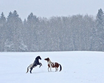 Pferde im Schnee Foto: Winterlandschaft Kunst (Digitaler Download)