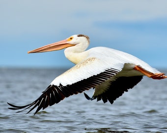 Fliegen weißer Pelikan Foto: Küstenvogel Wandkunst (Digitaler Download)