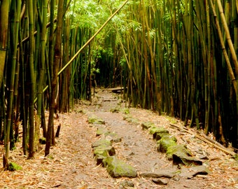 Maui Bambuswald Foto: Road to Hana Wandern Druck (Digitaler Download)