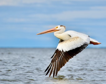 Weißer Pelikan im Flug Fotografie (Instant Download)