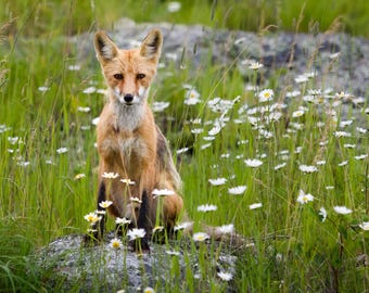 Fuchs in der Wildblumenwiese Digitalbild zum Downloaden