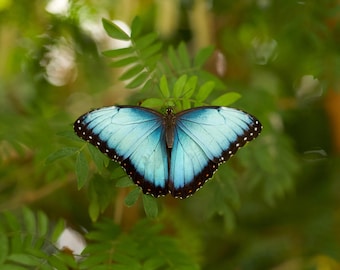 Schillernder Morphofalter Foto: Rainforest Decor (digitaler Download)