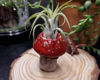 Mushroom Air Plant Holder