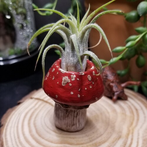 Mushroom Air Plant Holder Etsy