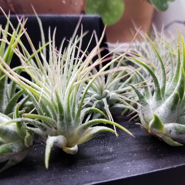 Airplant Add-On