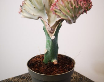Grafted Free Shipping Unique Plant Gifts Houseplants RARE Coral Cactus
