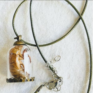 Könnte beinhalten: Eine goldene Halskette mit einem Anhänger aus klarem Glas, der ein getrocknetes Zikaden-Exoskelett enthält. Die Kette hat eine grüne Schnur und einen silbernen Verschluss.