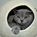 see more listings in the Cat Cave/Bed  section