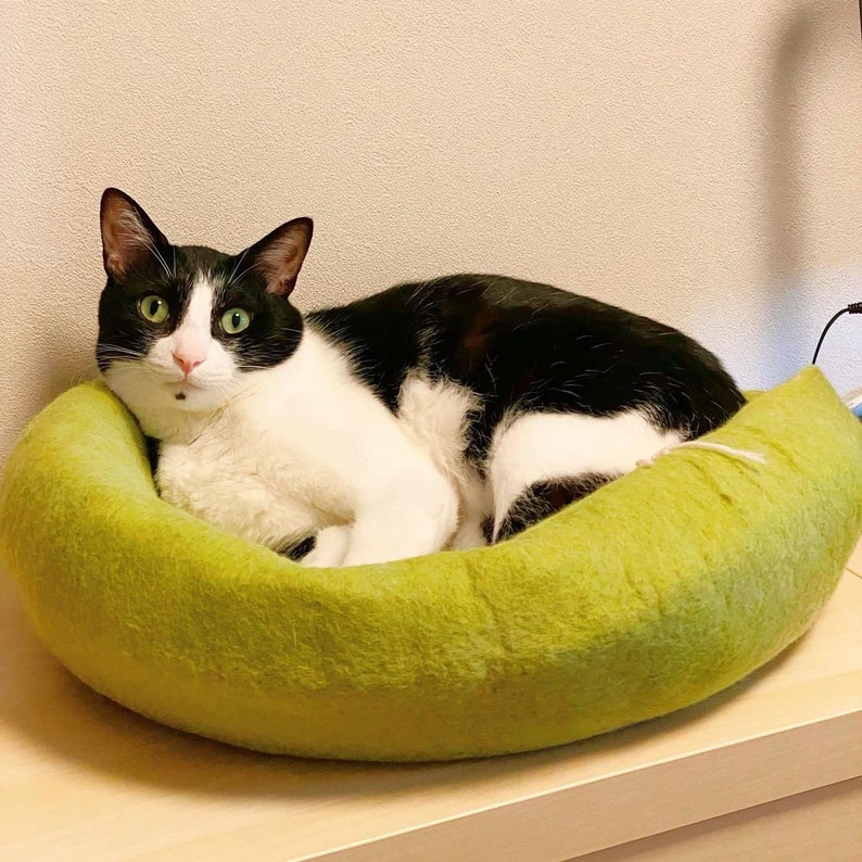Puede incluir: Un gato blanco y negro descansando en una cama para mascotas verde en forma de pl&aacute;tano.