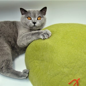 Puede incluir: Un gato gris de raza British Shorthair con ojos naranjas se sienta en una cama redonda de fieltro verde para gatos.