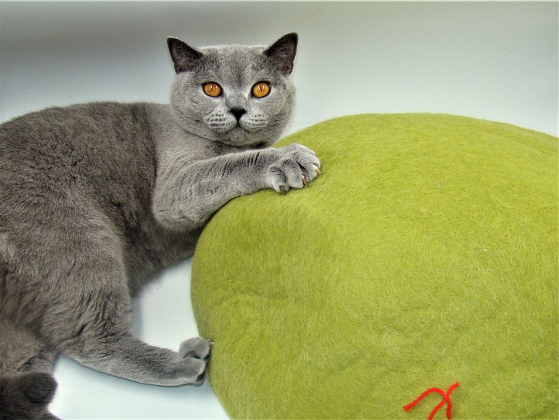 Puede incluir: Un gato gris de raza British Shorthair con ojos naranjas se sienta en una cama redonda de fieltro verde para gatos.