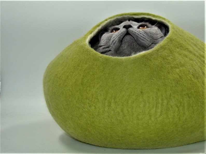 Puede incluir: Un gato gris con ojos verdes asoma de una cama de gato de fieltro verde.
