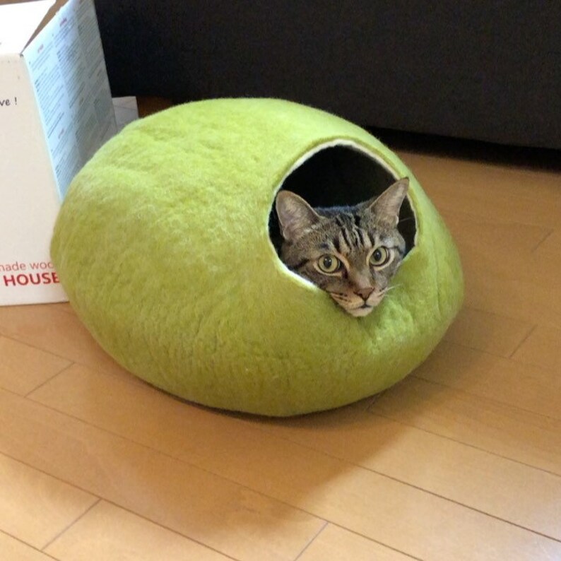 Puede incluir: Una cama para gatos verde con forma de c&uacute;pula con un gato asom&aacute;ndose por la abertura. El gato tiene marcas marrones tabby y ojos verdes.