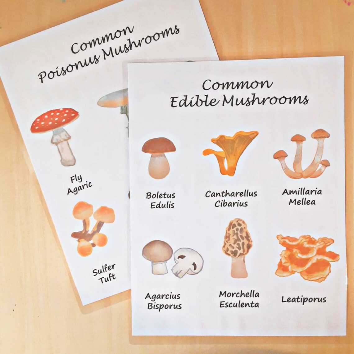 Mushrooms Unit Study Printable Packet Etsy