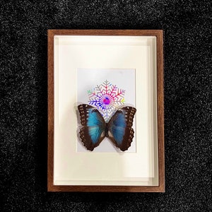 May include: A framed butterfly specimen with blue wings and black markings. The butterfly is displayed against a white background with a colourful snowflake design.
