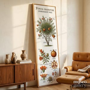 May include: A tall, rectangular framed botanical print titled Punica Granatum (Pomegranate Tree). The poster features detailed illustrations of a pomegranate tree, its leaves, flowers, and fruit, with descriptive text labels for each part.