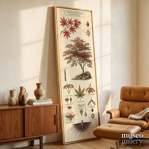 May include: A tall, rectangular framed botanical print featuring a detailed illustration of an Acer Palmatum, or Japanese Maple. The cream-colored poster displays the tree, its red leaves, flowers, seeds, and root system with scientific labels.
