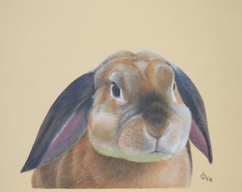 Bunny rabbit original colored pencil artwork