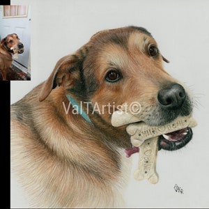 Custom hand drawn pet portrait. Colored pencil.