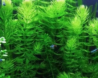 6-20 x Hornwort Cuttings Pond weed & Aquarium Oxygenating Fish Tank Live Water Plant Weed