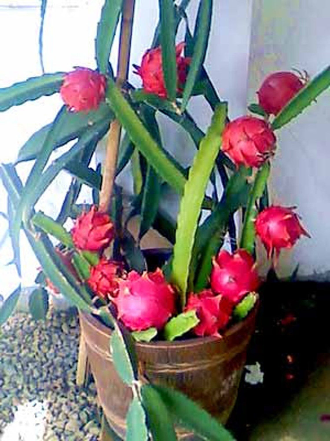 Dragon Fruit Hylocereus undatus Bareroot Plants Buy 2 Get