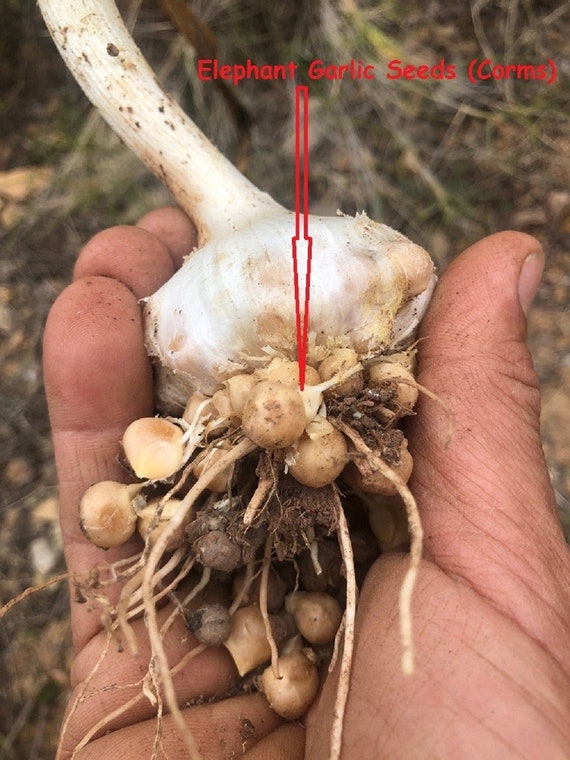 Elephant Garlic Seeds/corms Naturally Grown 07 Seeds/with Easy Etsy