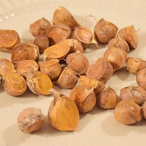Elephant Garlic Seeds/Corms Naturally Grown 06 seeds/With Easy Growing Method