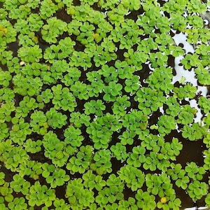 May include: A dense cluster of small, vibrant green floating aquatic plants covering the surface of dark water. Each plant consists of tiny, rounded leaves arranged in pairs or small groups, creating a textured, carpet-like appearance across the water.