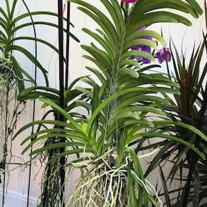 May include: A close-up of a green orchid plant with long, thin leaves and white roots. The plant is growing in a pot and is being supported by a metal trellis.