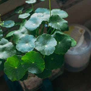 May include: A potted plant with round, green leaves. The leaves have a textured surface and are arranged in a cluster. The plant is in a clear glass container. The background is blurred, with a glimpse of a window.