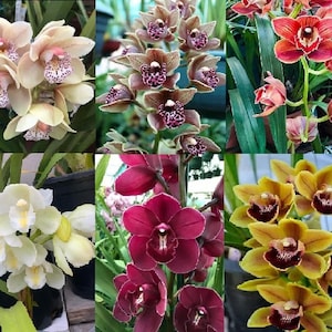 Rare Cymbidium Orchid Mature New Growth Bare Root Plants  Choose yours From (6) Six Colour/You Will Get Similar Plants On The Picture No 5