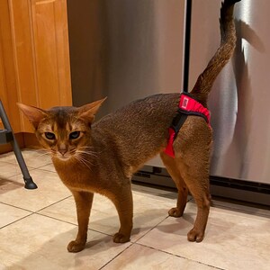 Washable Cat Diaper Pull-up, Cat Stud Underwear, U:ME pets clothe image 7