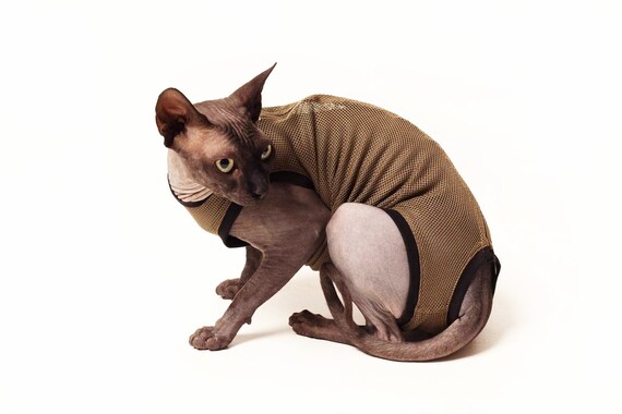 Diaper top on cat