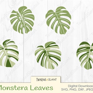 Feuille de Monstera svg | Monstera svg | feuilles tropicales svg | vecteur de monstre | clipart de monstera | amoureux des plantes svg | clipart feuilles tropicales