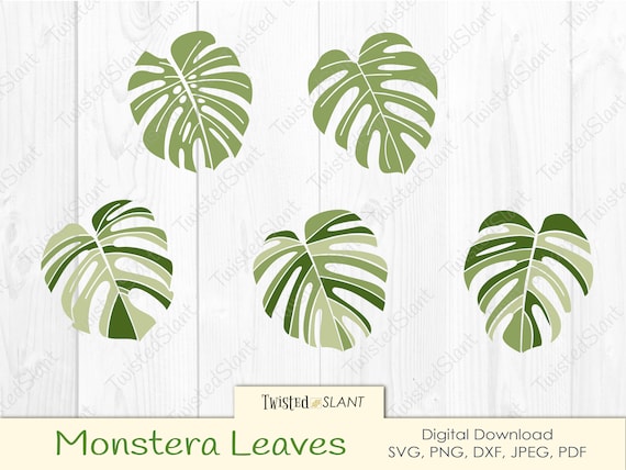 philodendron nangaritense Philodendron nangaritense variegated TC Plantlet – OrchidBox Wholesale