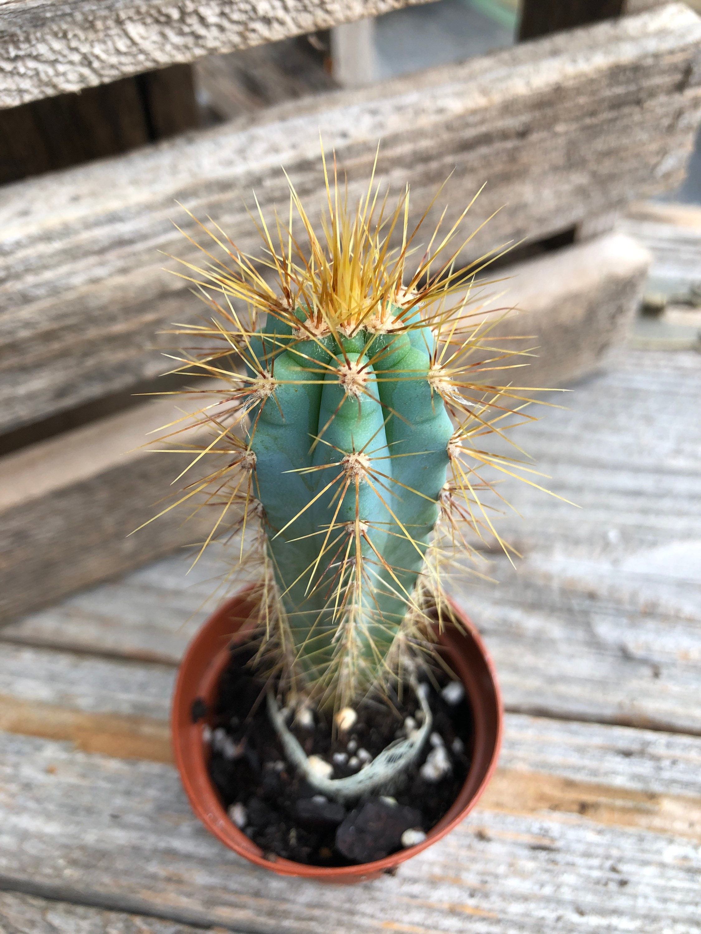 Blue Torch Cactus Pilosocereus azurus 2 inch | Etsy