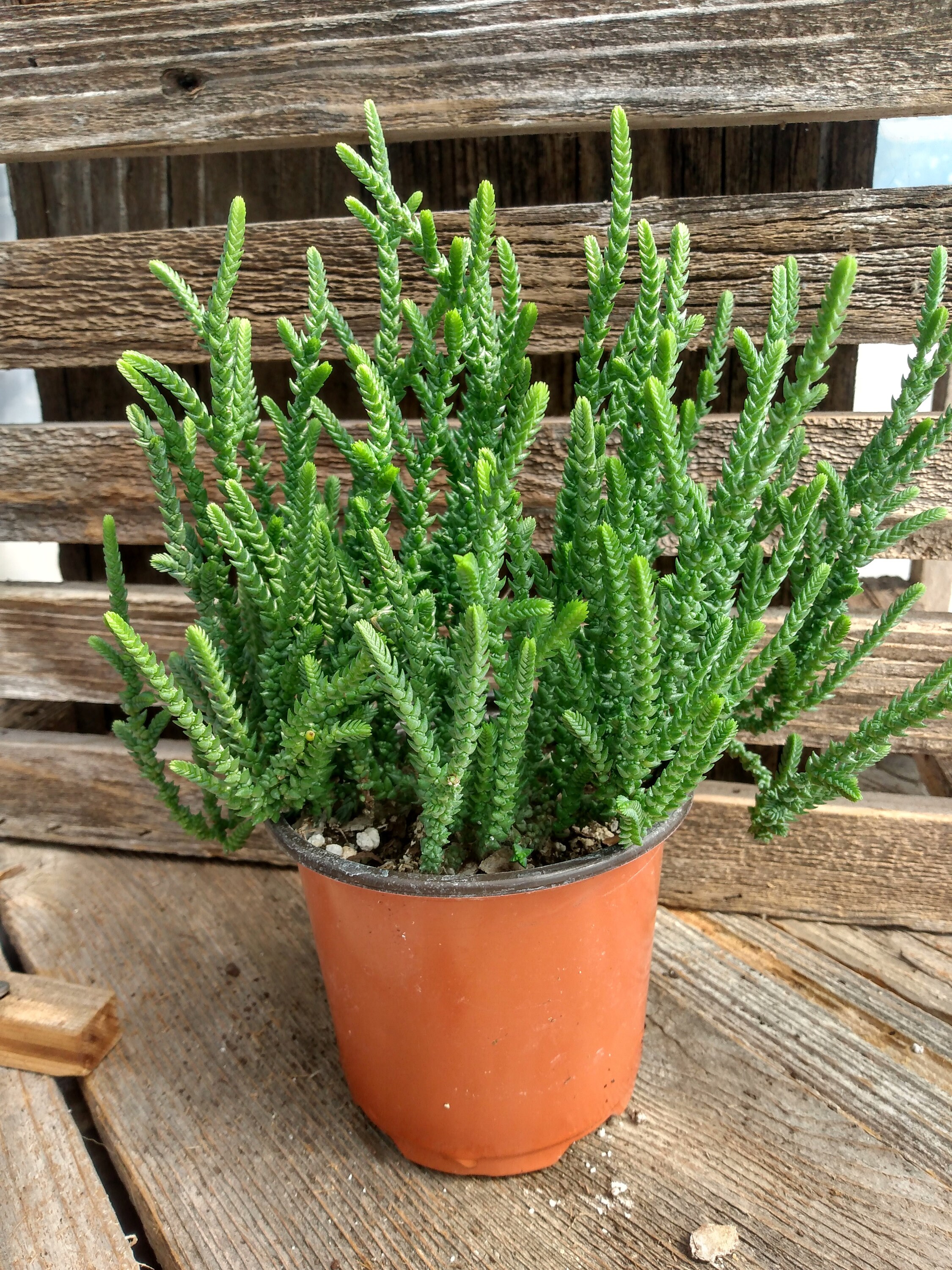 Princess Pine Crassula muscosa 4 | Etsy