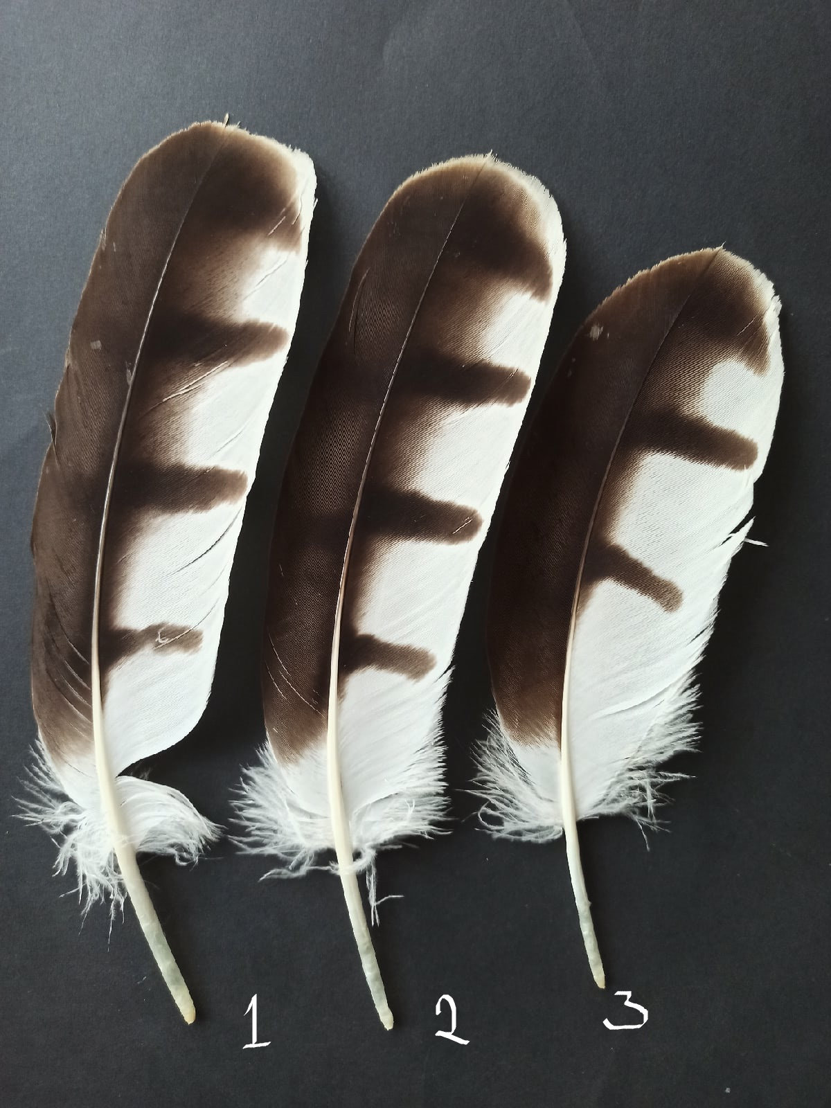 Hawk Feathers for sale Only 3 left at 75