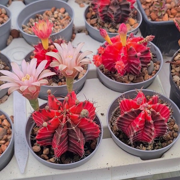 Gymnocalycium Mihanovichii variegata - bunter, rosa Kaktus